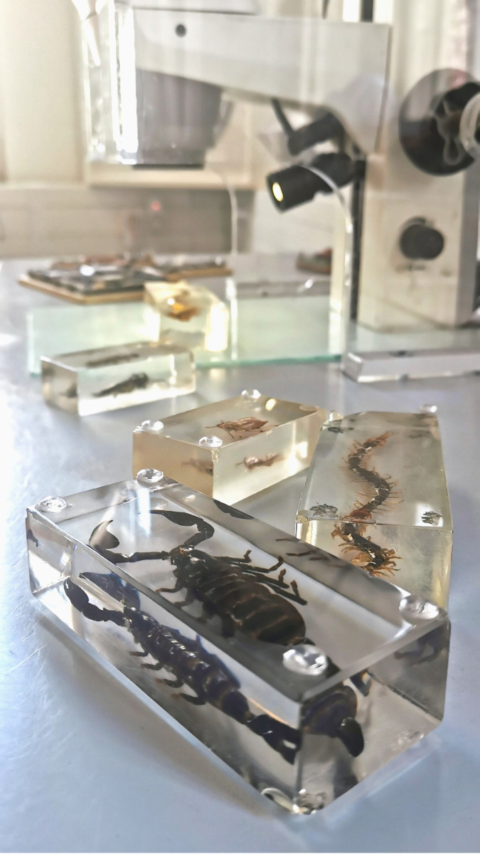 Mehrere durchsichtige Harzblöcke mit eingeschlossenen Insekten und Spinnentieren auf einem Tisch, im Hintergrund ein Mikroskop.